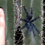 WhatsApp Image 2026-01-17 at 11.31.51